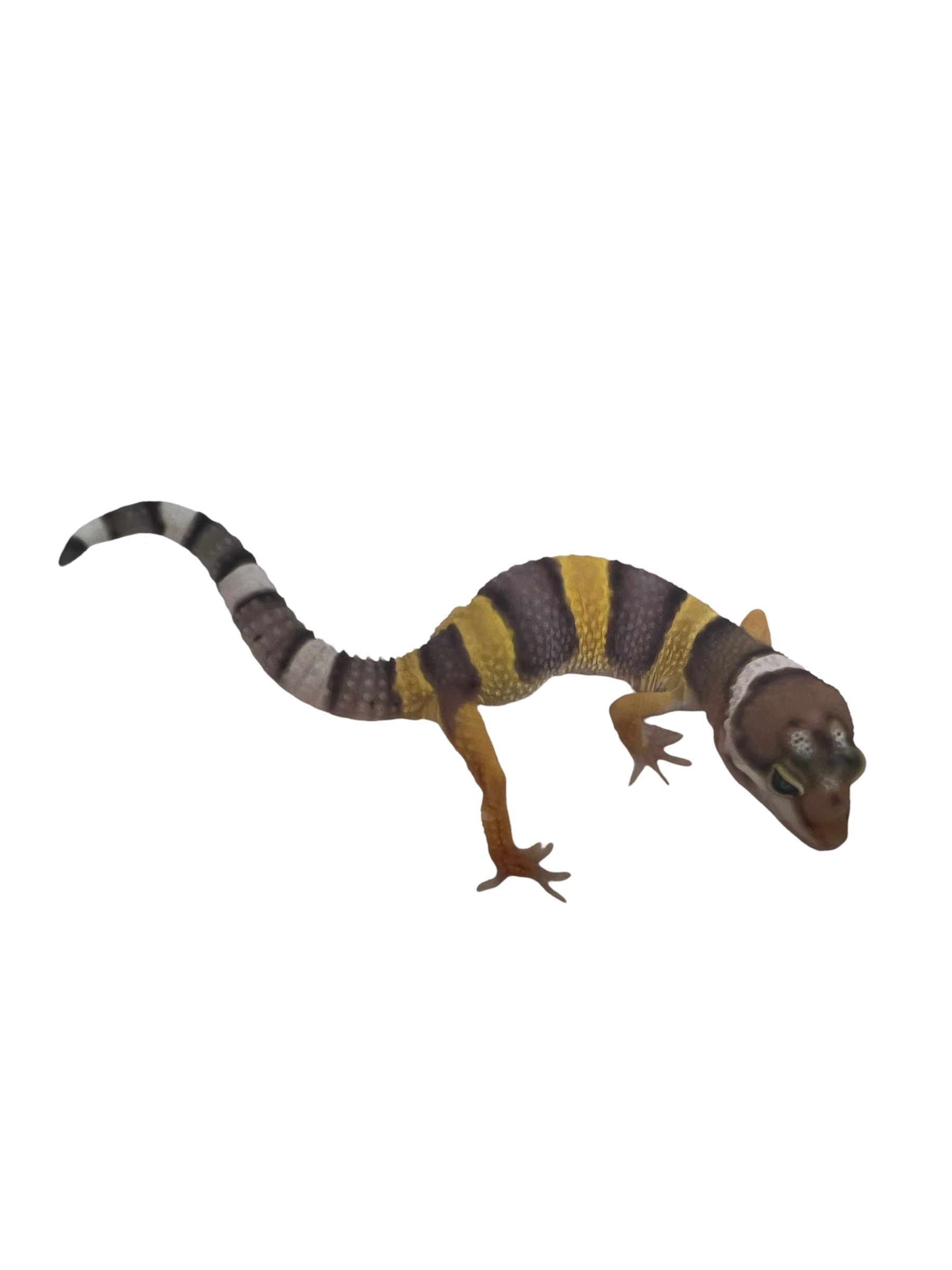 Eublepharis macularius Designer Leopardgekko - small/unger